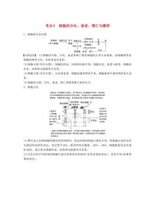 （通用版）高考生物二轮复习 专题一 细胞的分子组成、基本结构和生命历程 考点5 细胞的分化、衰老、凋亡与癌变学案-人教版高三全册生物学案