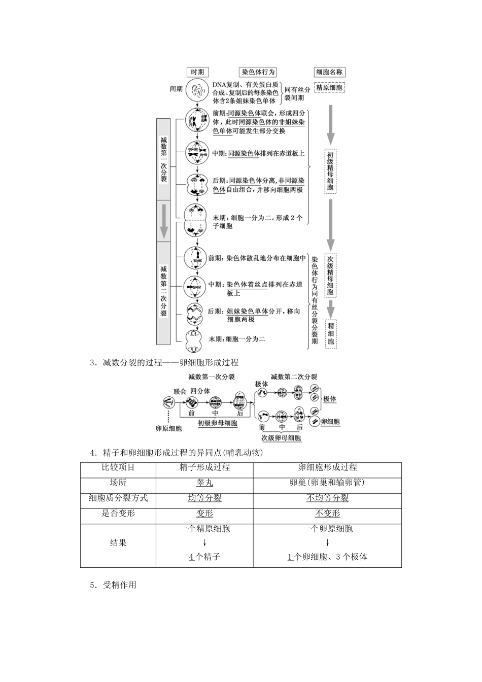 （通用版）高考生物一轮复习 第四单元 第三讲 减数分裂与受精作用学案（含解析）-人教版高三全册生物学案_第2页
