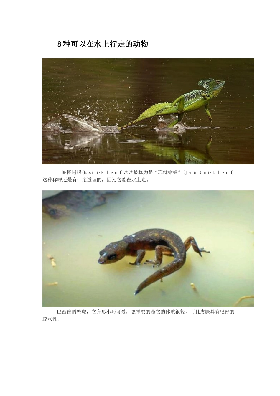8种水上行走的动物_第1页