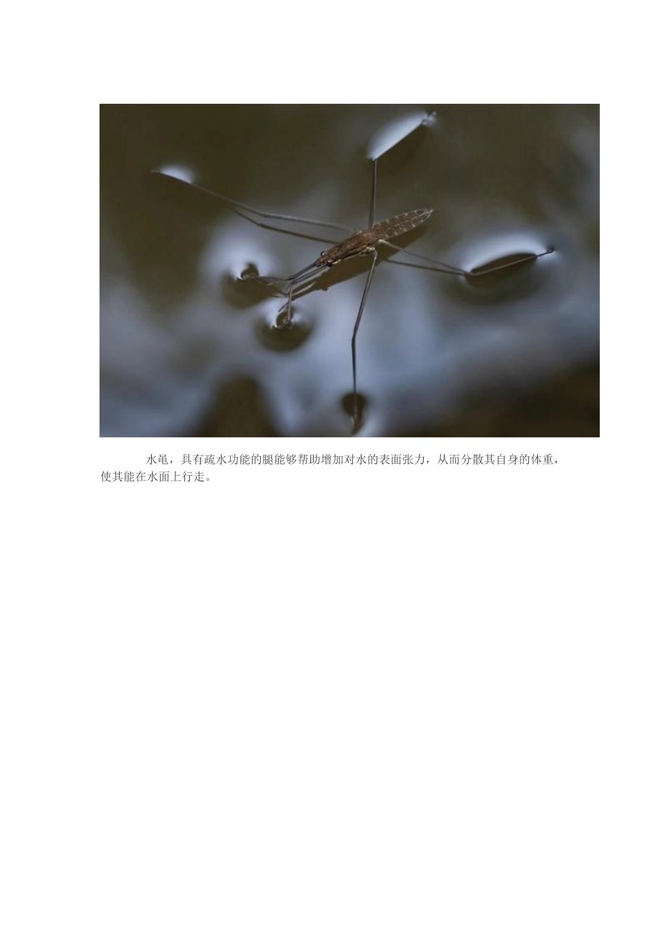 8种水上行走的动物_第2页