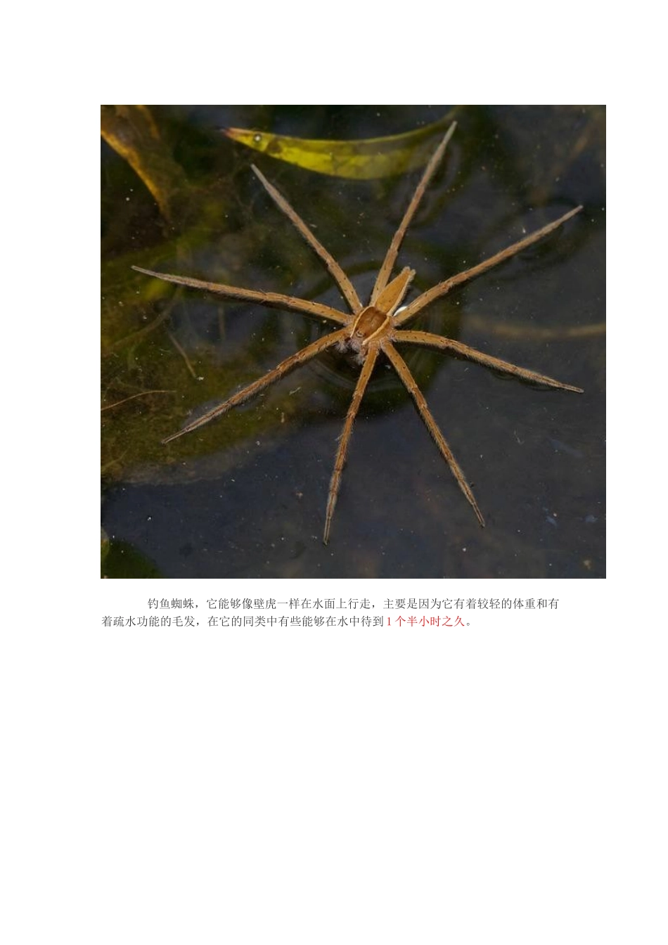 8种水上行走的动物_第3页