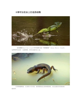 8种水上行走的动物