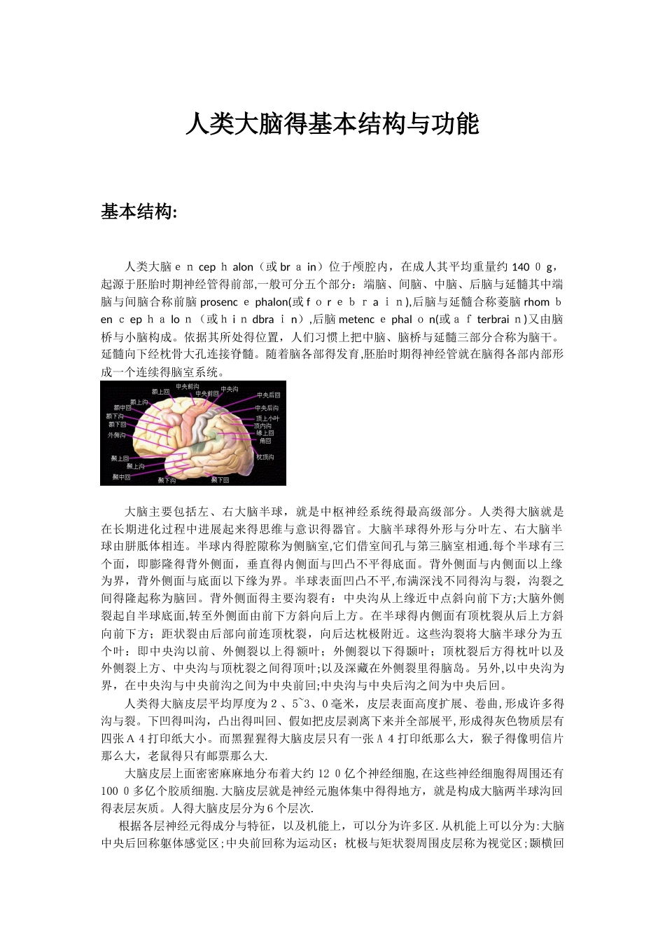 人类大脑的基本结构和功能_第1页