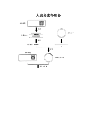 人胰岛素的制备