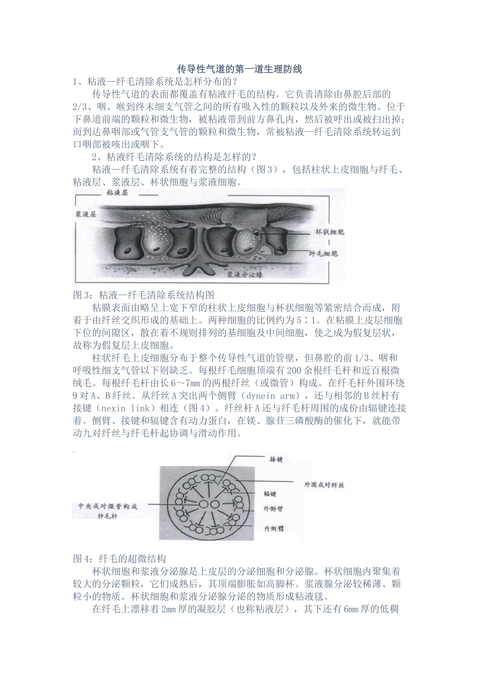 传导性气道的第一道生理防线_第1页
