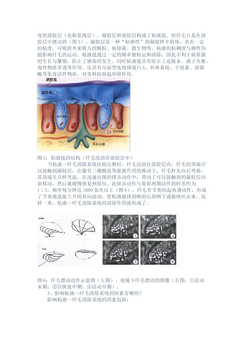 传导性气道的第一道生理防线_第2页