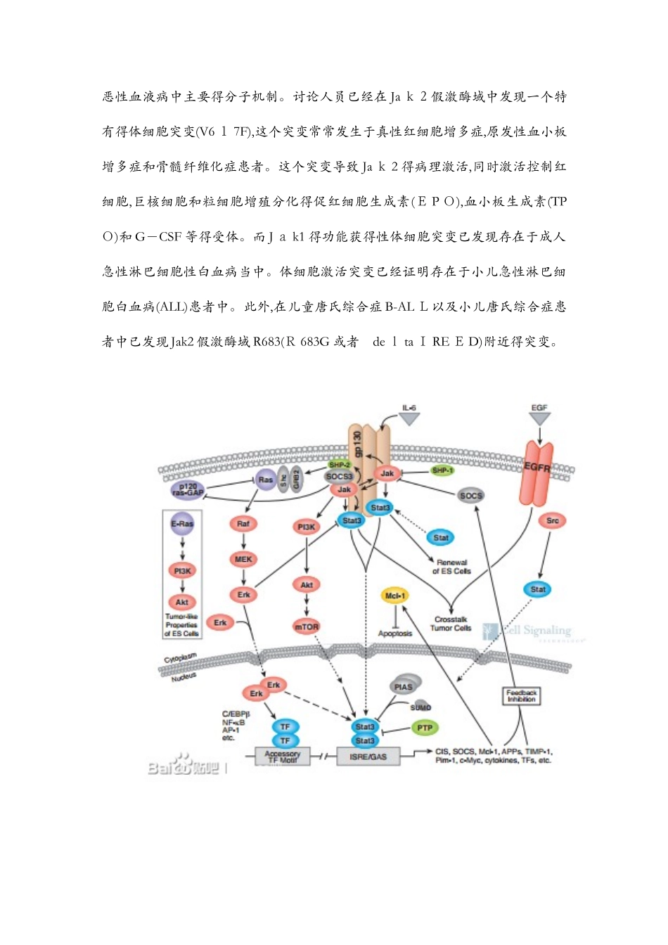 免疫和炎症相关信号通路_第2页