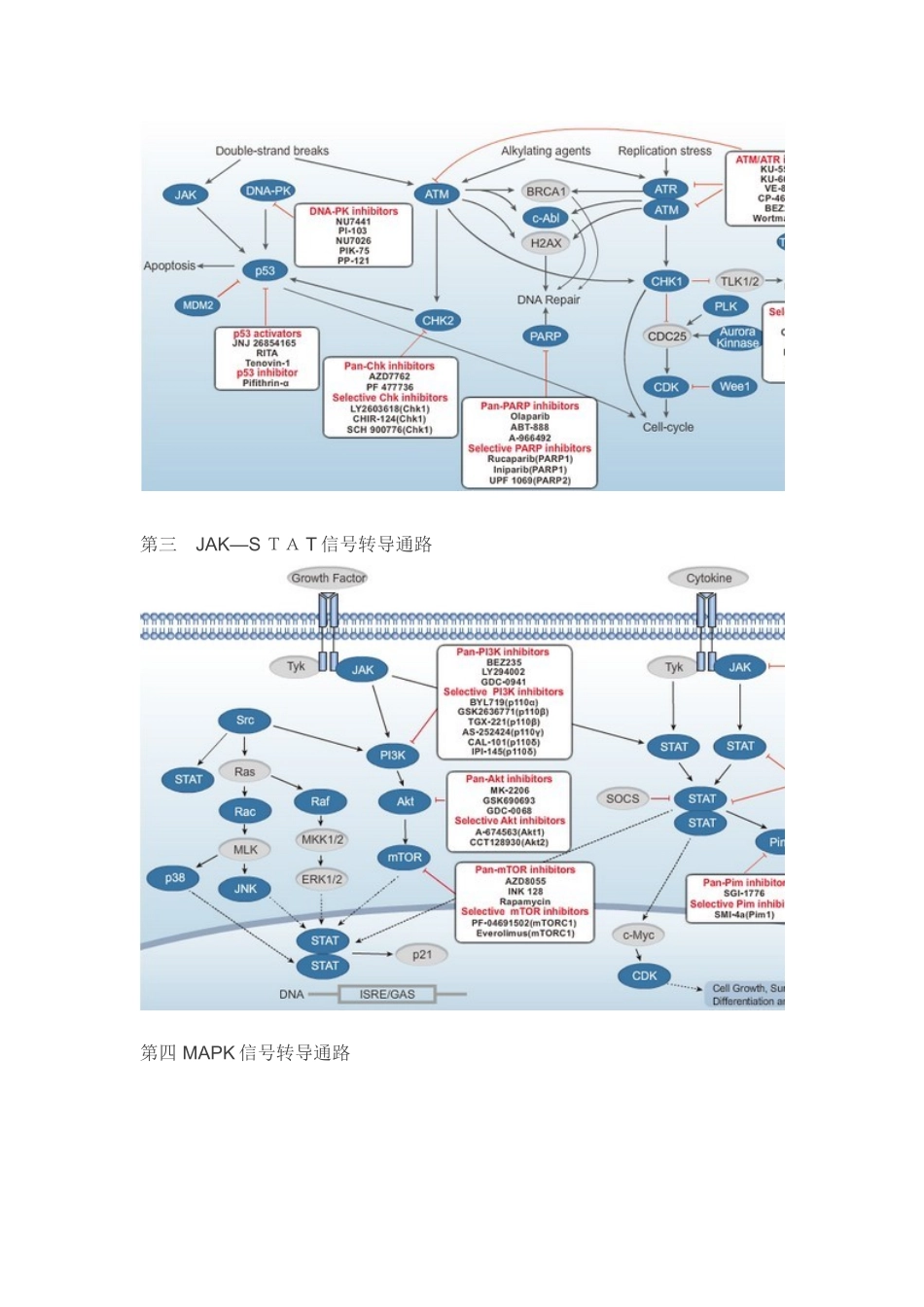 八大信号转导通路_第2页