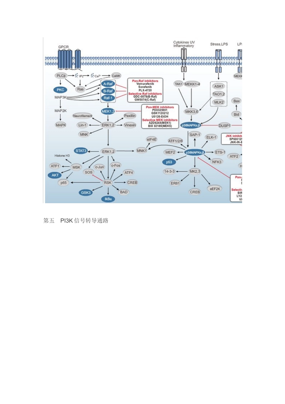 八大信号转导通路_第3页