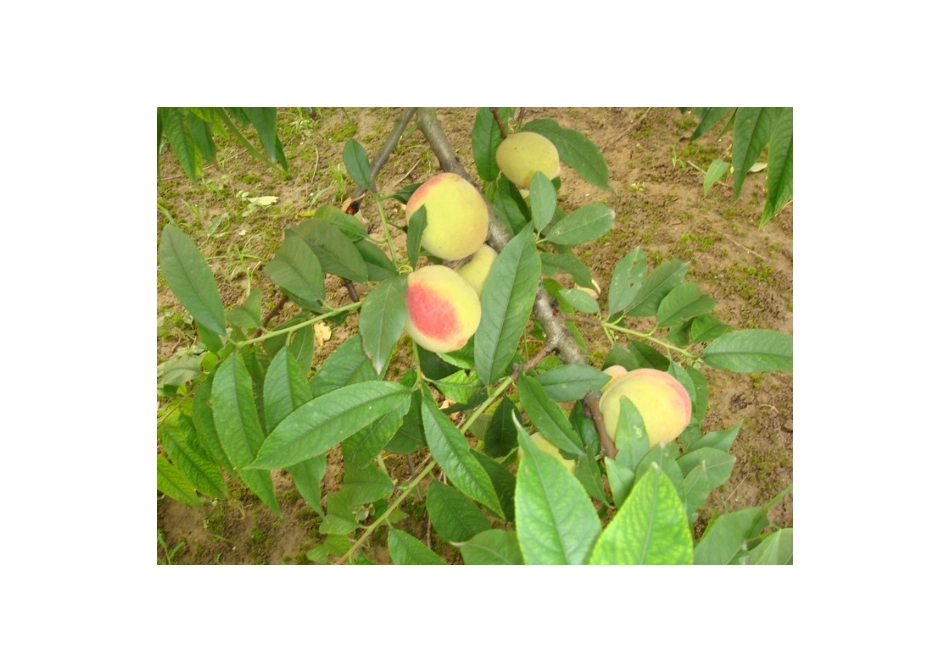 高中地理24节气摄影素材 10夏至-人教版高中全册地理素材_第2页