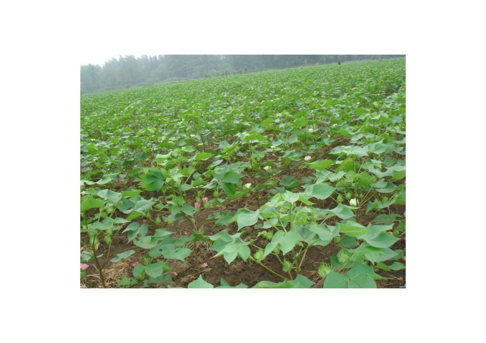 高中地理24节气摄影素材 11小暑-人教版高中全册地理素材_第2页