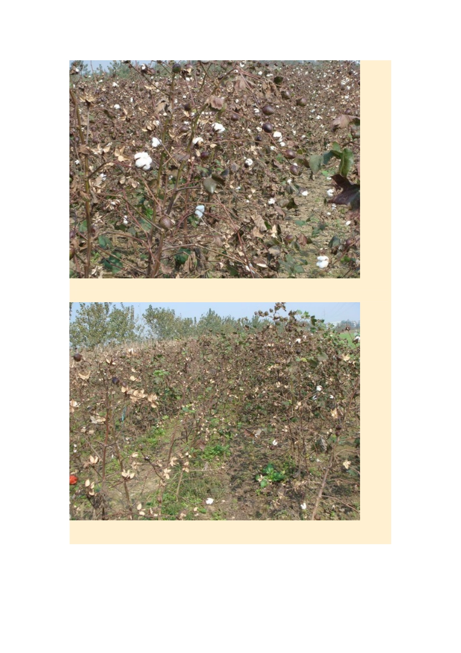 高中地理24节气摄影素材 18霜降-人教版高中全册地理素材_第2页