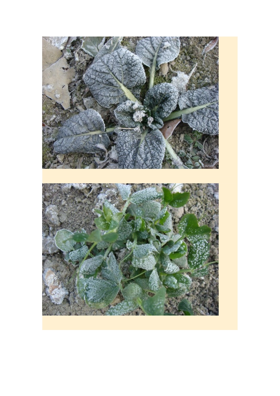 高中地理24节气摄影素材 23小寒-人教版高中全册地理素材_第2页