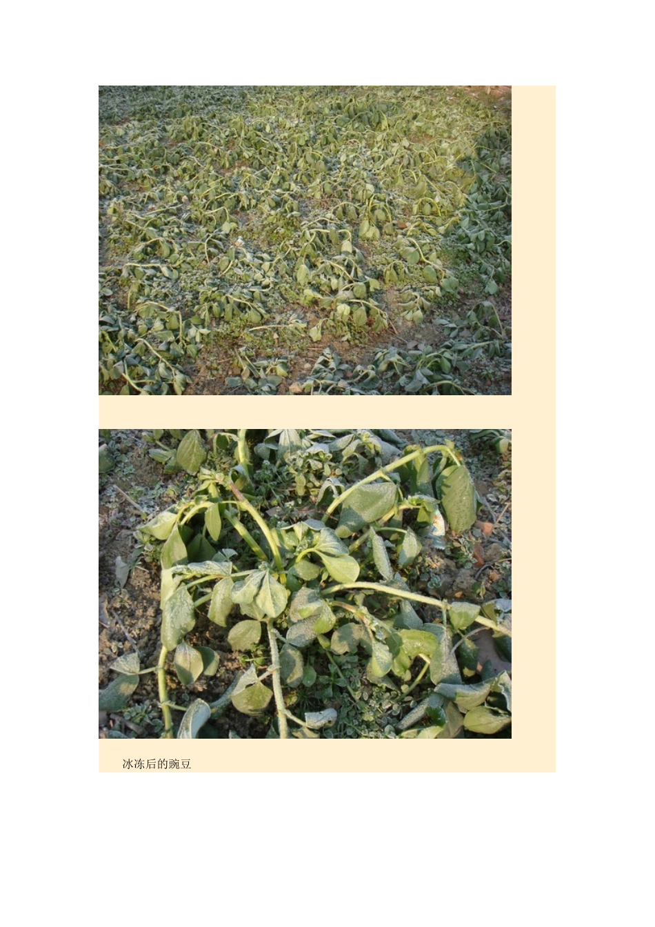 高中地理24节气摄影素材 23小寒-人教版高中全册地理素材_第3页