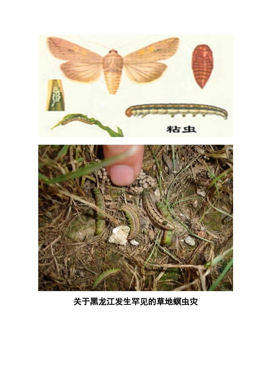 高中地理鲁教版地理第二单元 第三节 生物灾害（素材）鲁教版选修5_第2页
