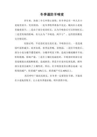 冬季谨防羊啃麦