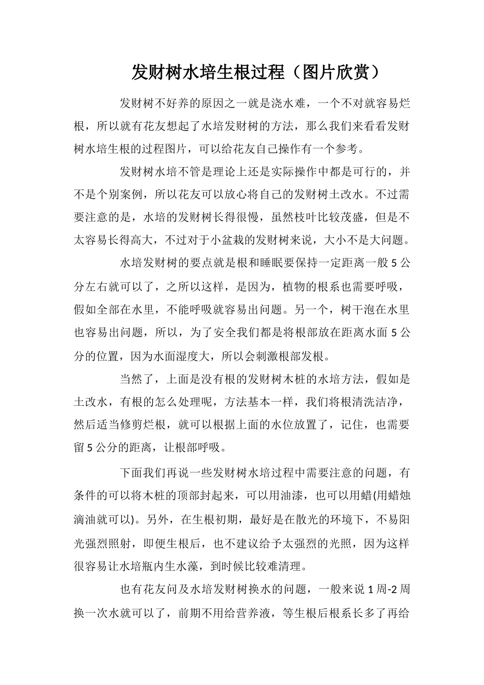 发财树水培生根过程_第1页