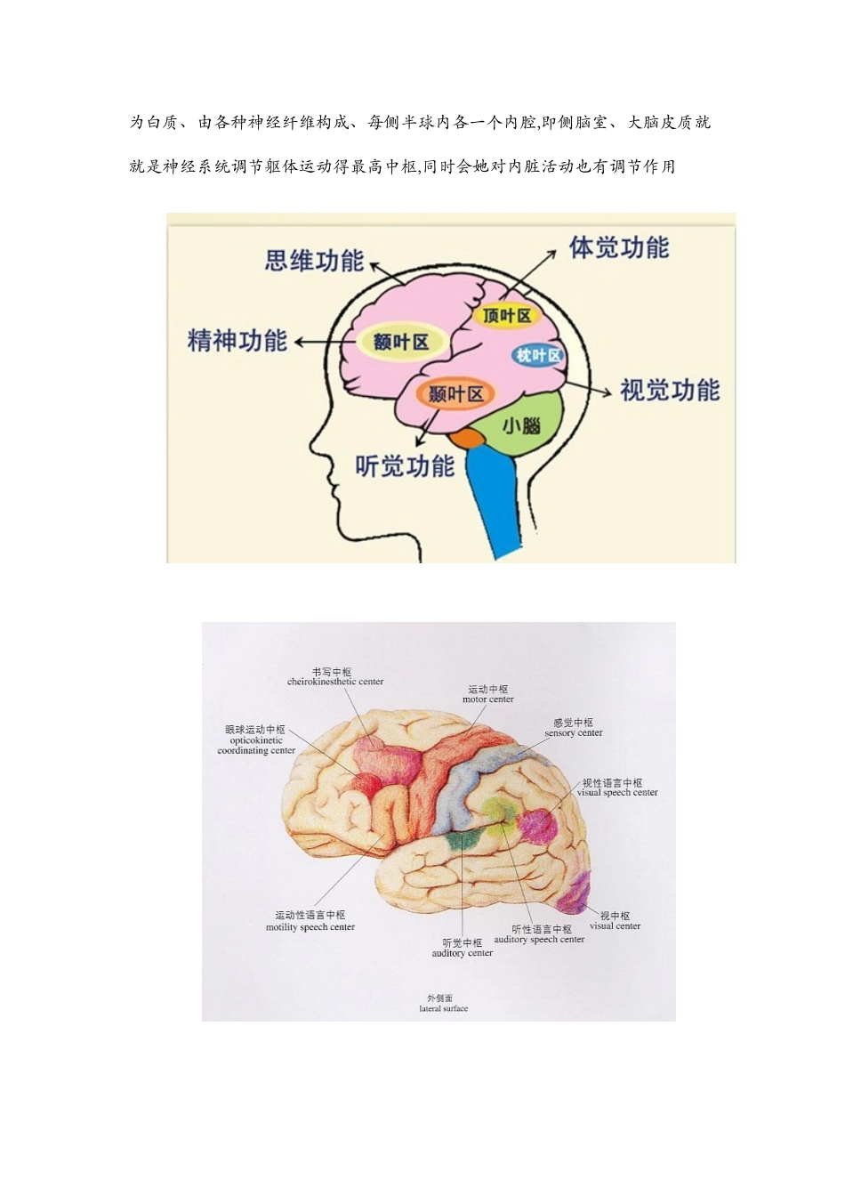各脑区划分及功能-大脑对应的功能区_第2页