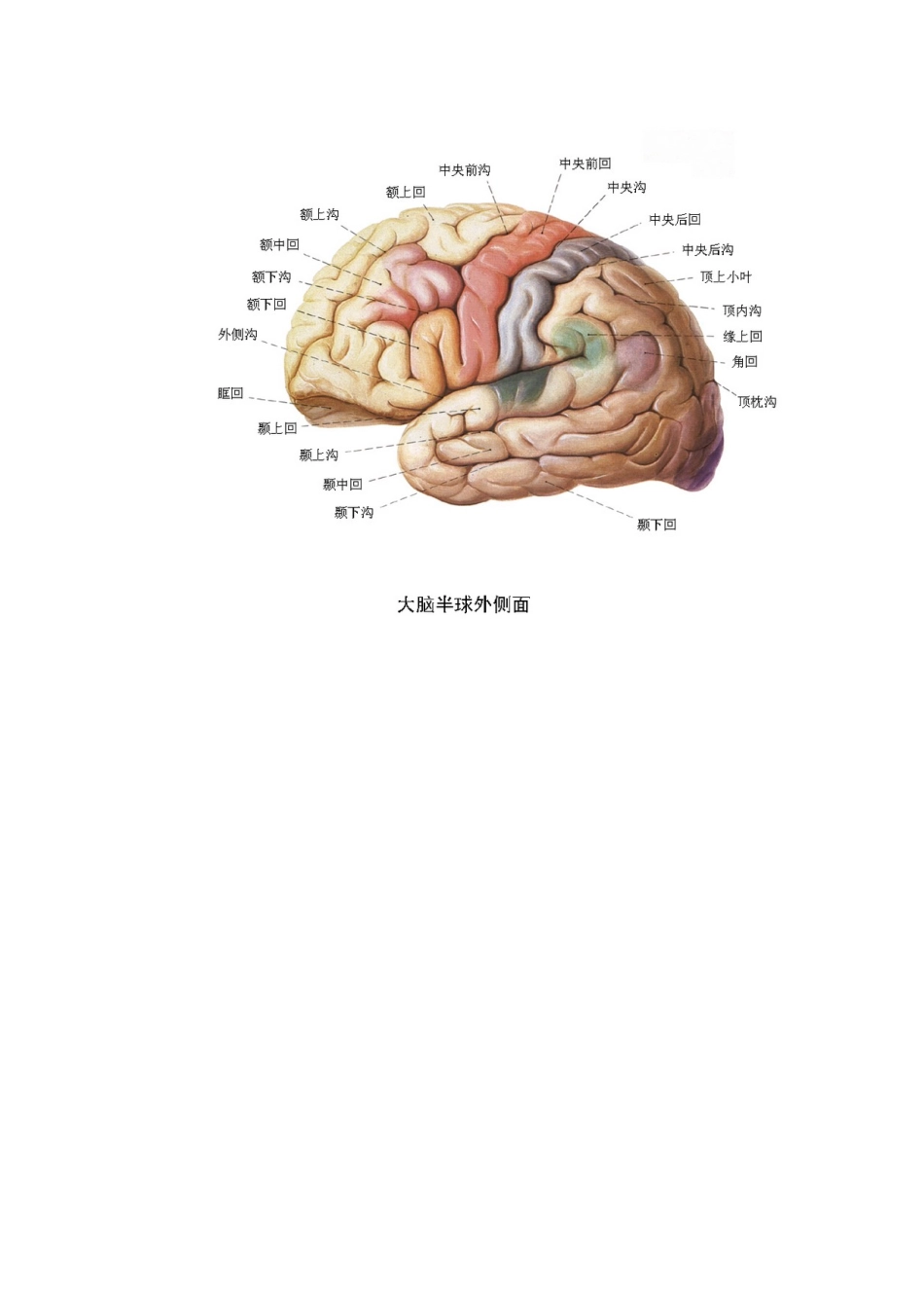 各脑区划分及功能-大脑对应的功能区_第3页