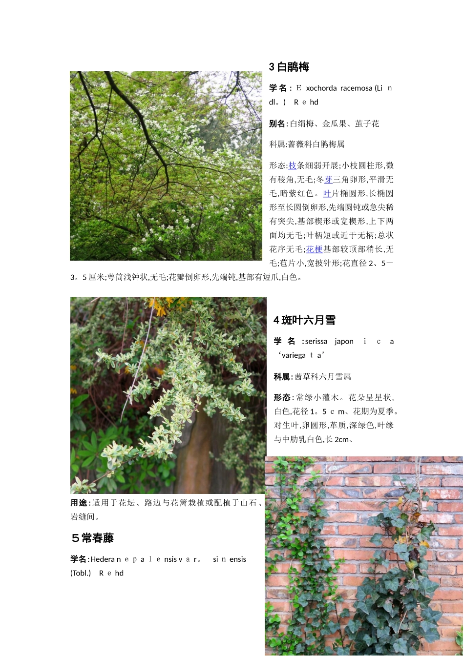 园林植物调研报告_第3页