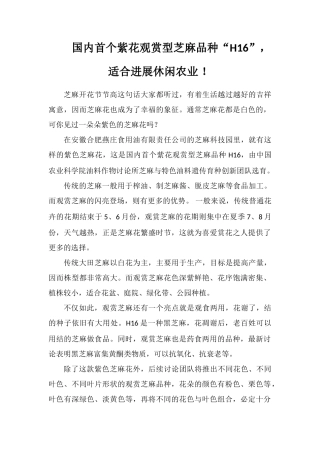 国内首个紫花观赏型芝麻品种“H16”-适合发展休闲农业!