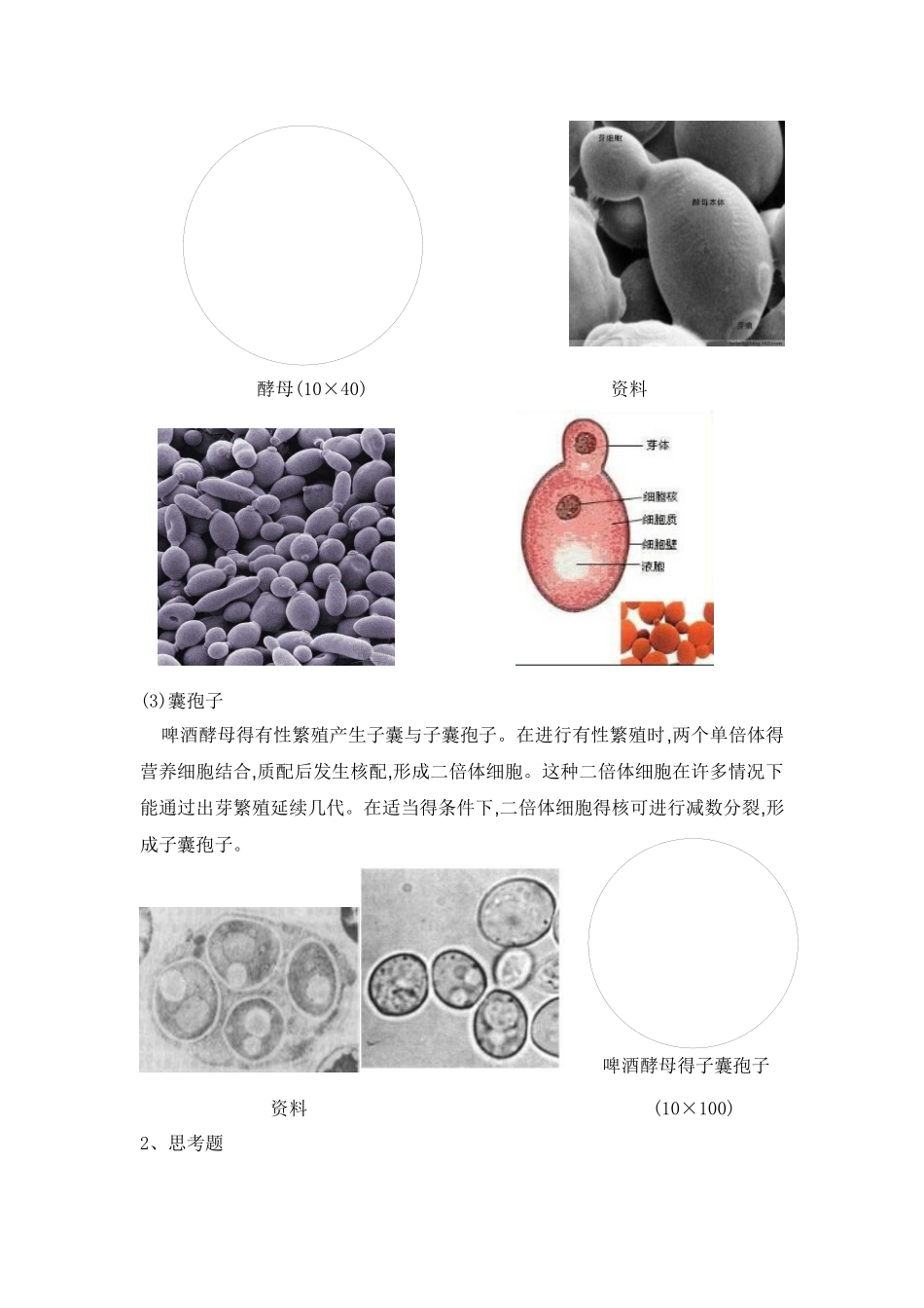 实验八    酵母菌的形态观察及死活细胞鉴别_第3页