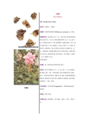 常见中草药—花类