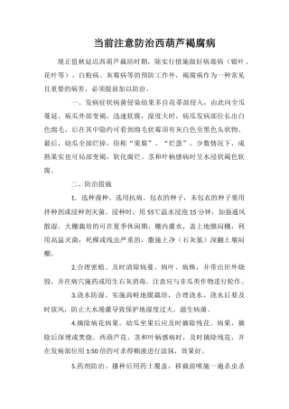 当前注意防治西葫芦褐腐病