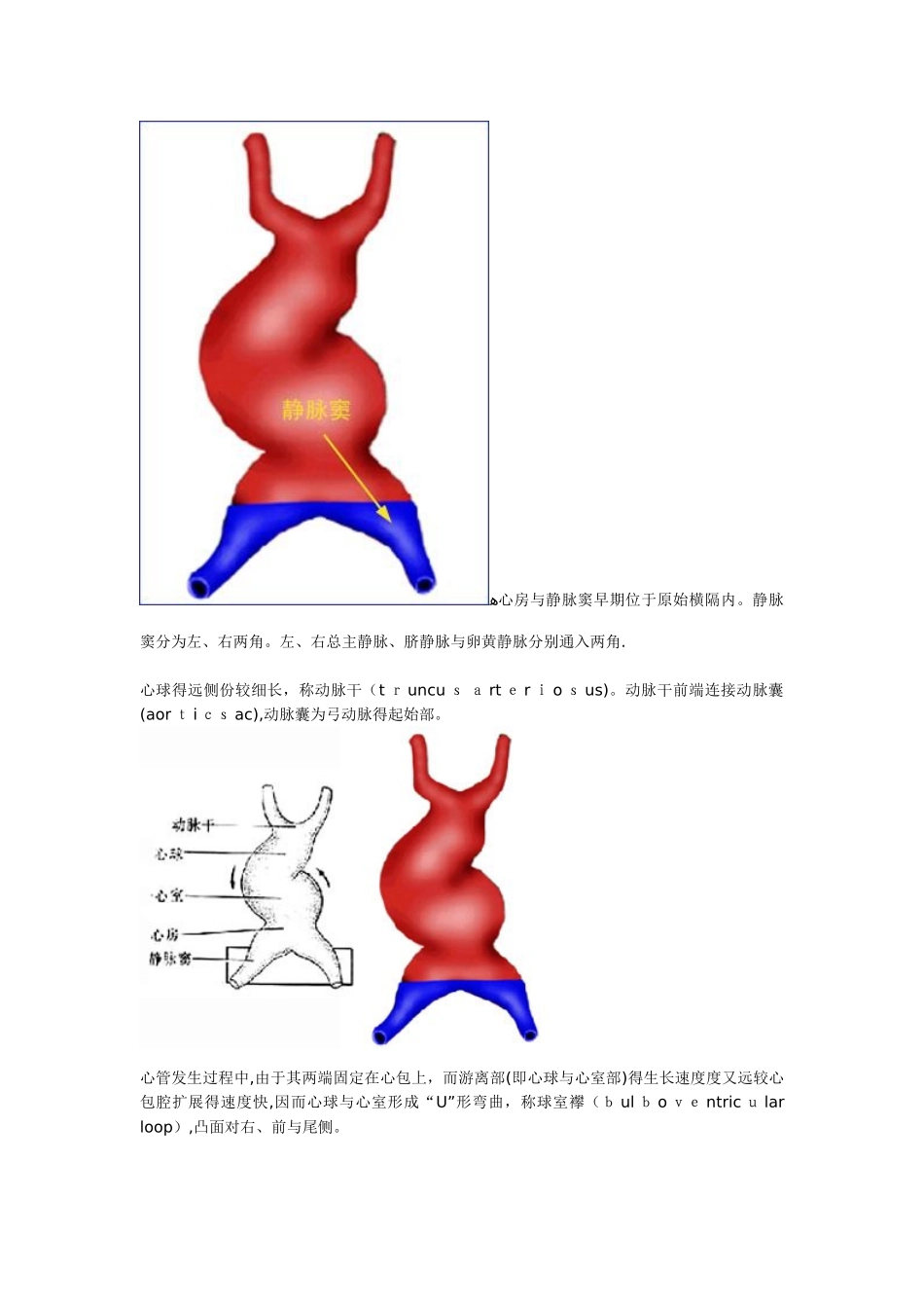心脏的胚胎发育_第2页