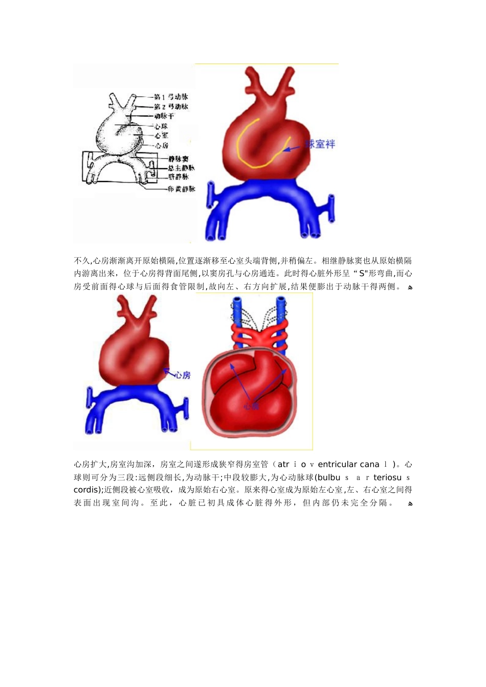 心脏的胚胎发育_第3页
