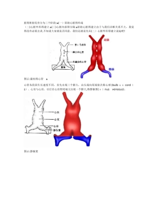 心脏的胚胎发育