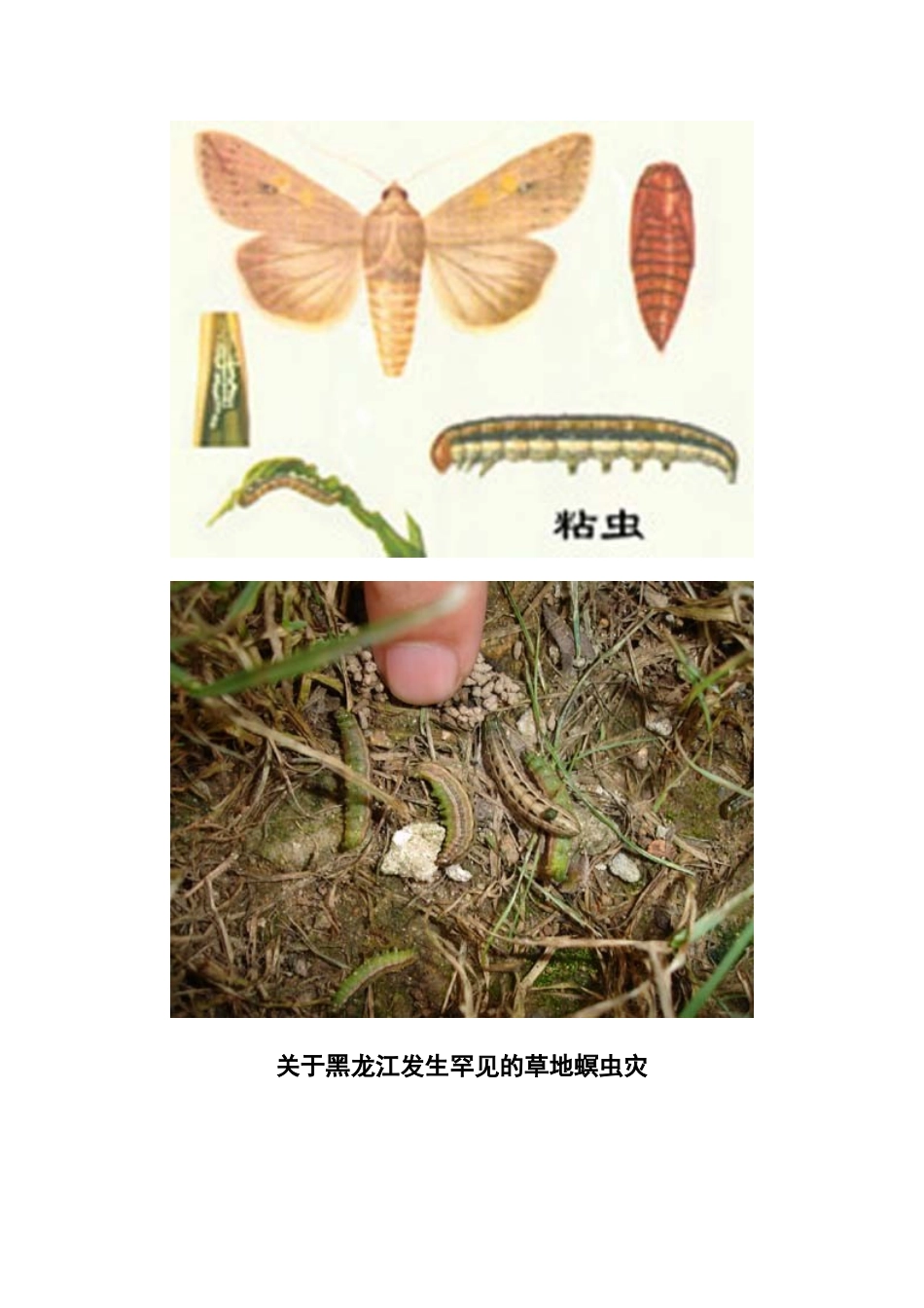 高中地理：23《生物灾害》素材鲁教版选修5_第2页