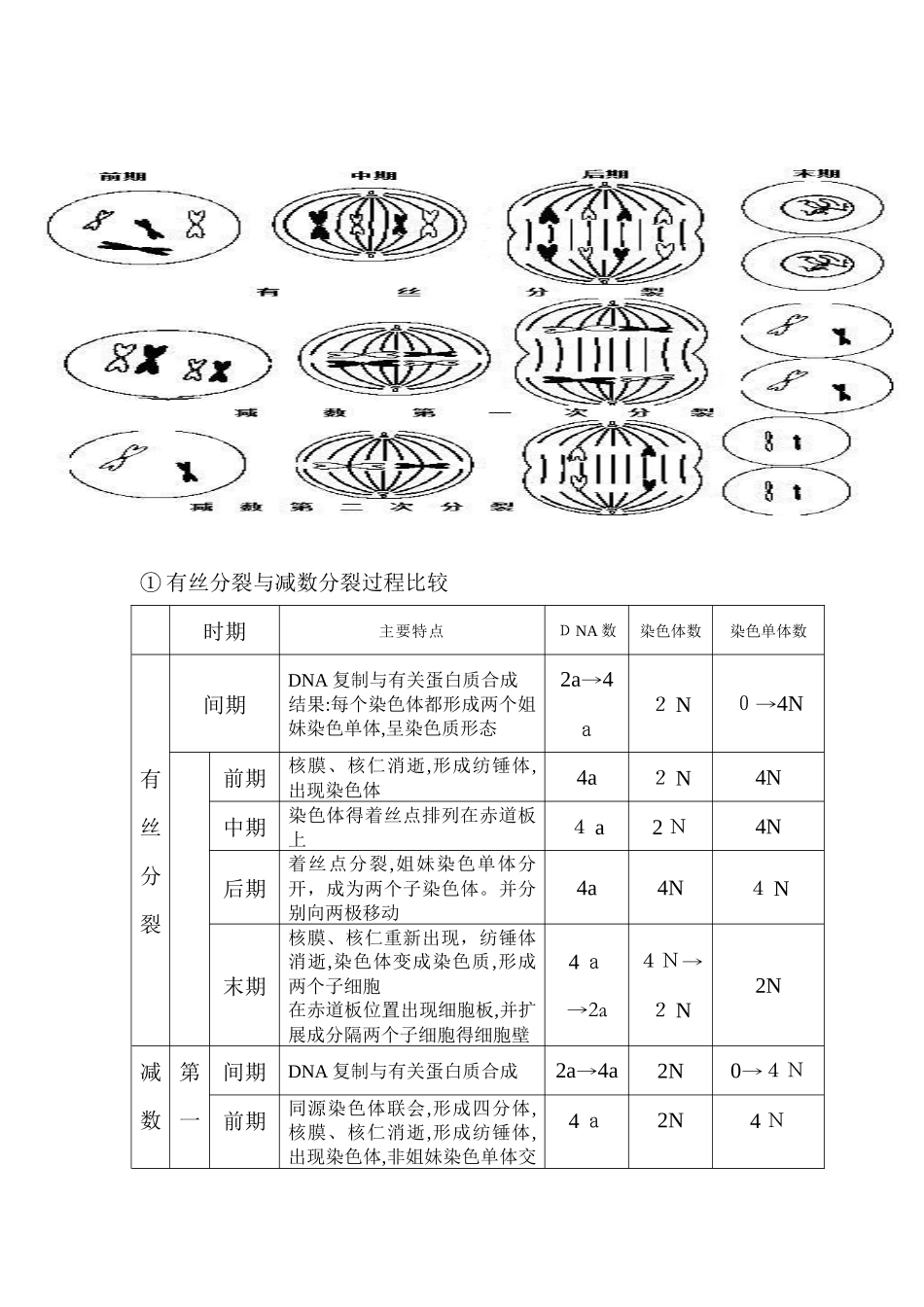 有丝分裂减数分裂全部知识点题型总结_第3页