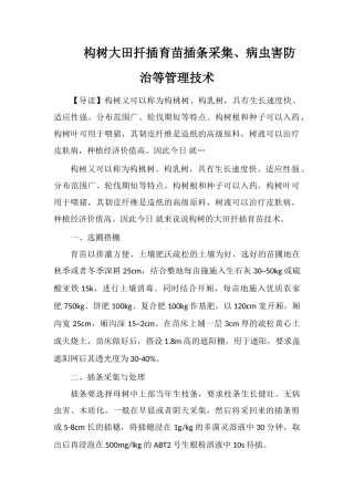 构树大田扦插育苗插条采集、病虫害防治等管理技术