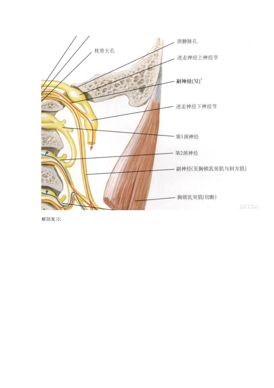 桥小脑角区肿瘤性病变得影像鉴别诊断_第2页