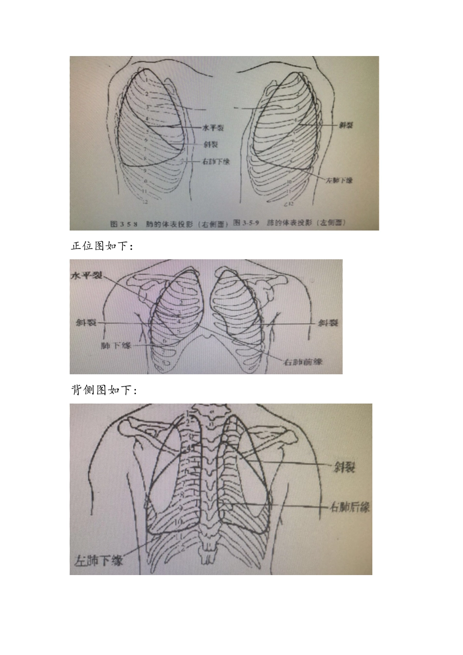 江沿文内脏筋膜学习总结1_第2页