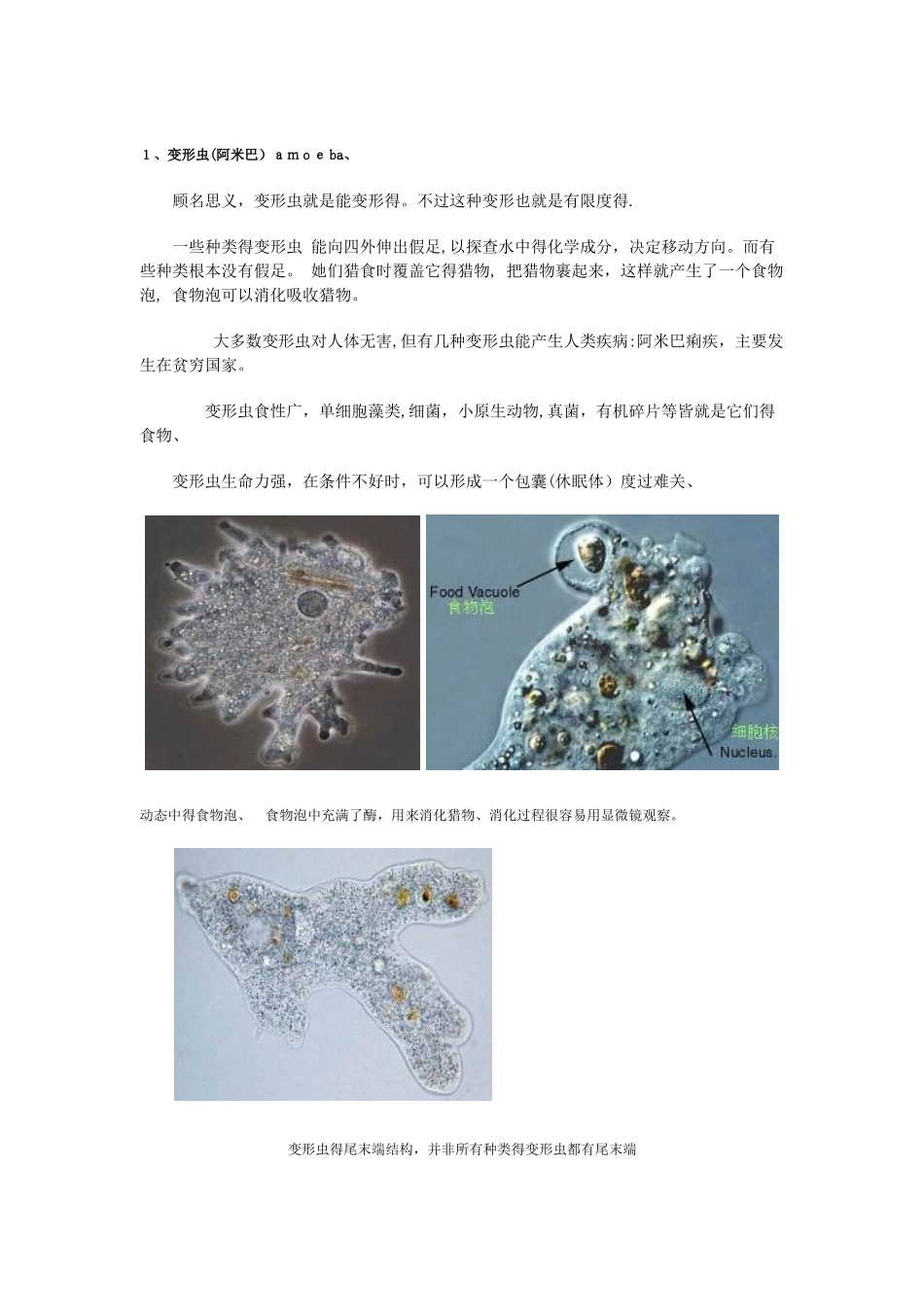 污水处理常见微生物高清晰照片及说明_第3页