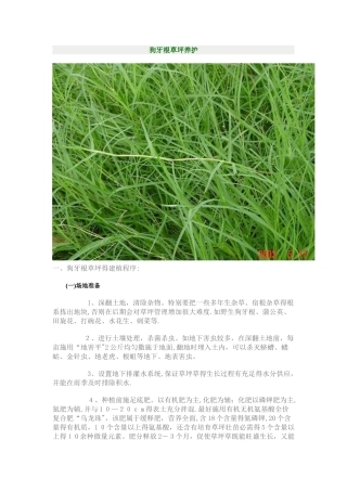 狗牙根草坪养护