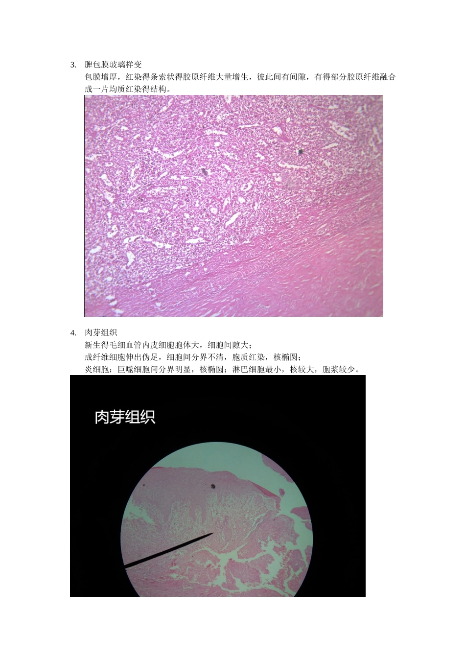 病理学 镜下切片_第3页