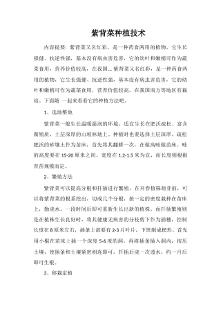 紫背菜种植技术