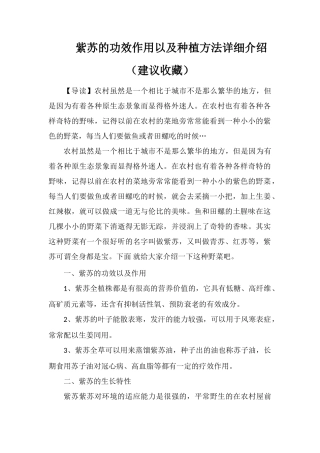 紫苏的功效作用以及种植方法详细介绍