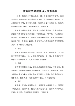 紫菀花的养殖要点及注意事项