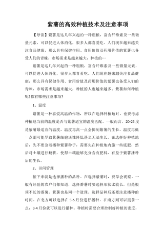 紫薯的高效种植技术及注意事项