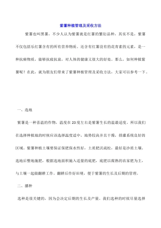 紫薯种植管理及采收方法