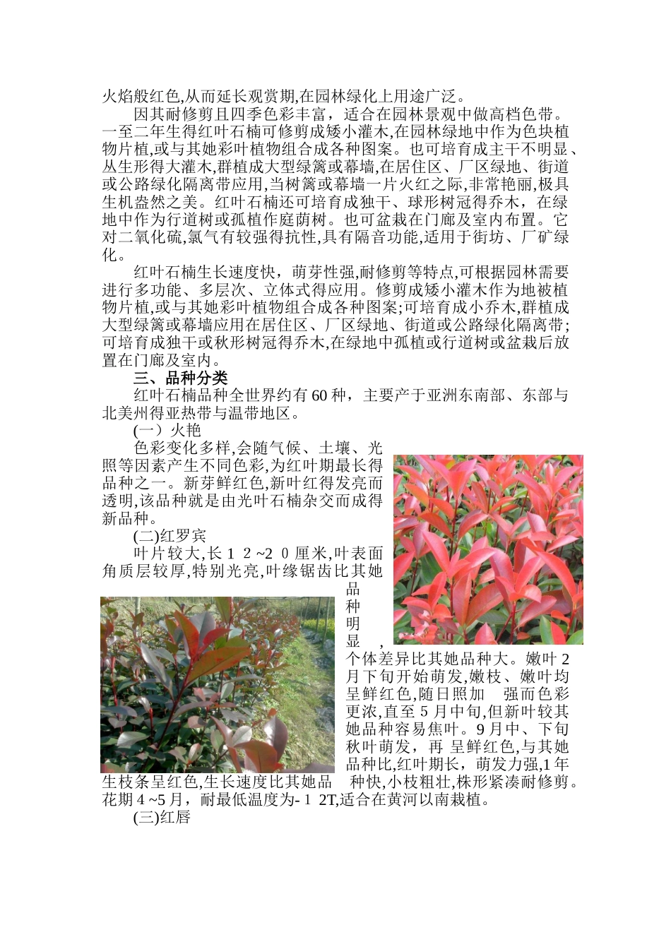 红叶石楠种植技术_第2页