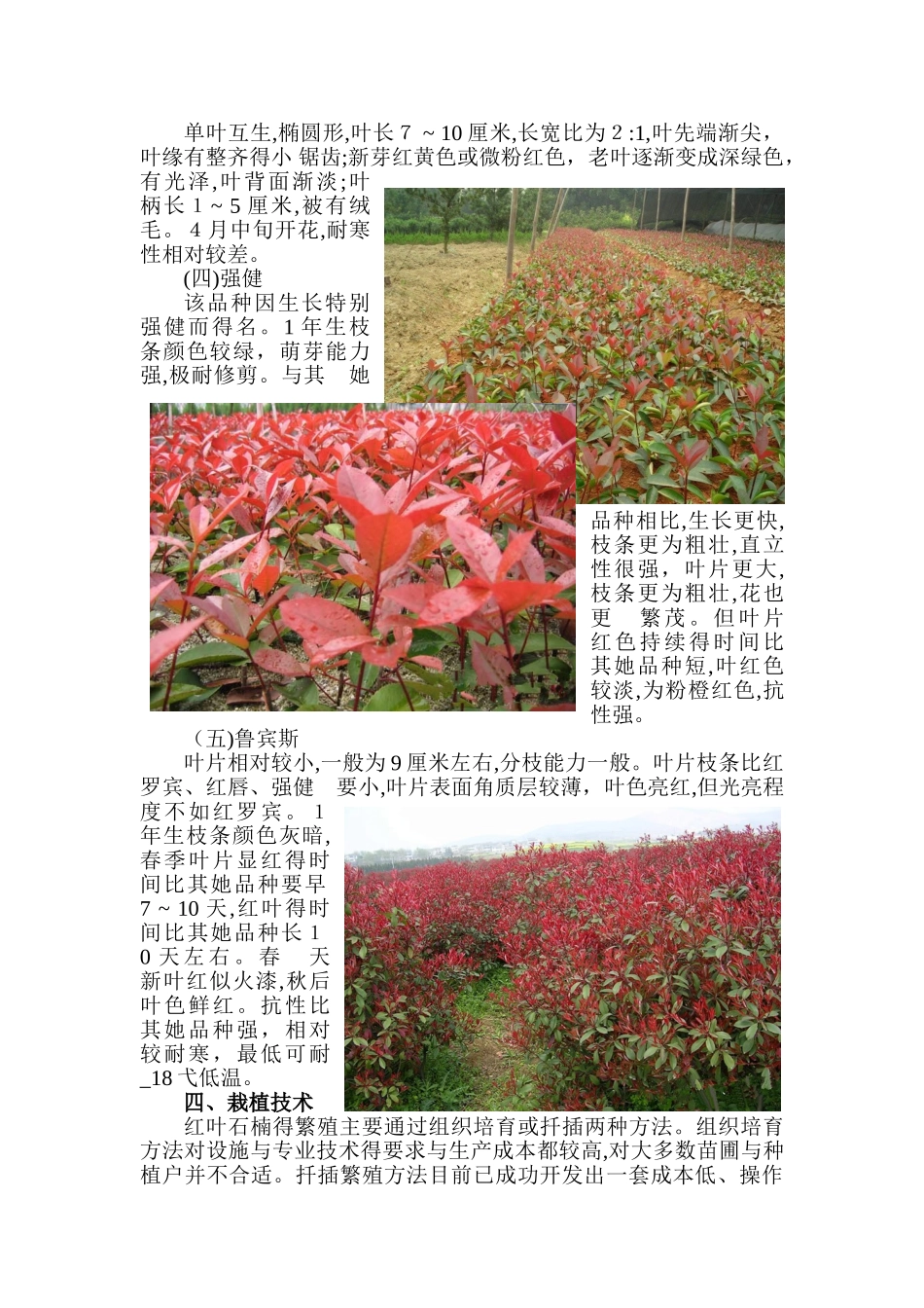 红叶石楠种植技术_第3页