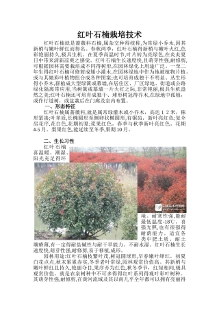红叶石楠种植技术