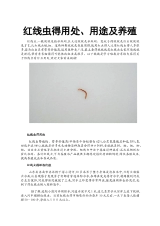 红线虫的用处、用途及养殖