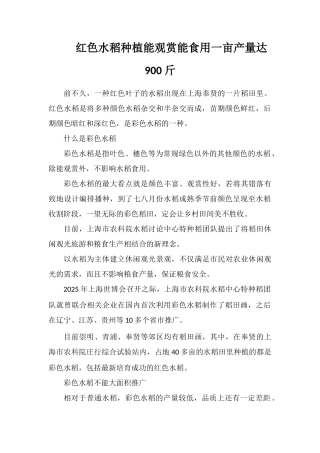 红色水稻种植能观赏能食用一亩产量达900斤