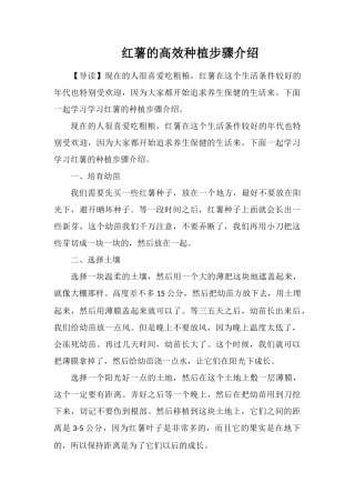 红薯的高效种植步骤介绍